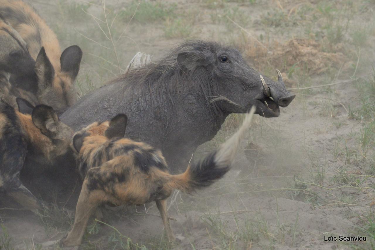 Lycaon/African Wild dog (37)