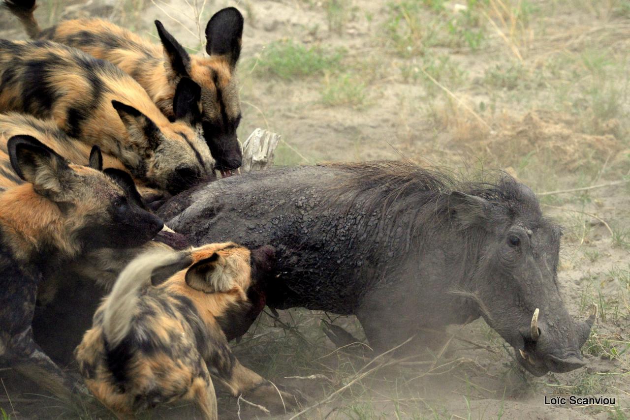 Lycaon/African Wild dog (38)