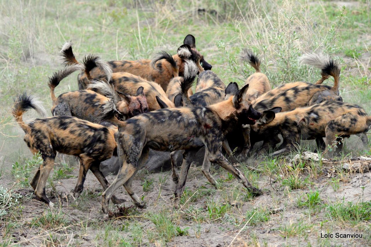 Lycaon/African Wild dog (39)
