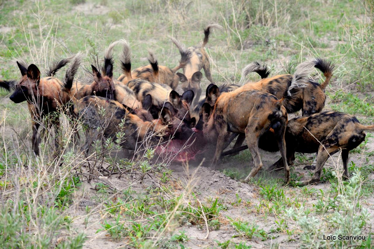 Lycaon/African Wild dog (40)