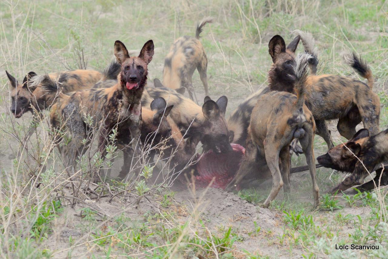 Lycaon/African Wild dog (41)