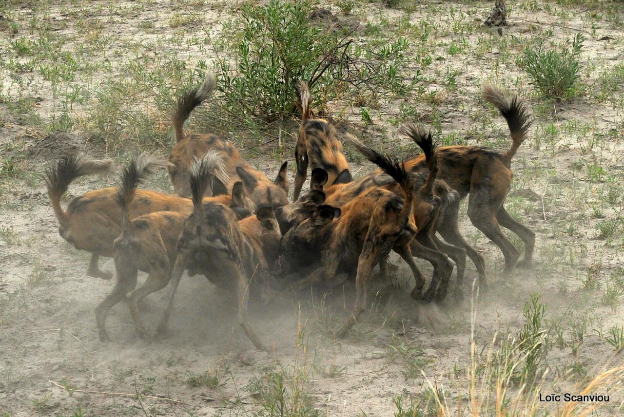 Lycaon/African Wild dog (42)