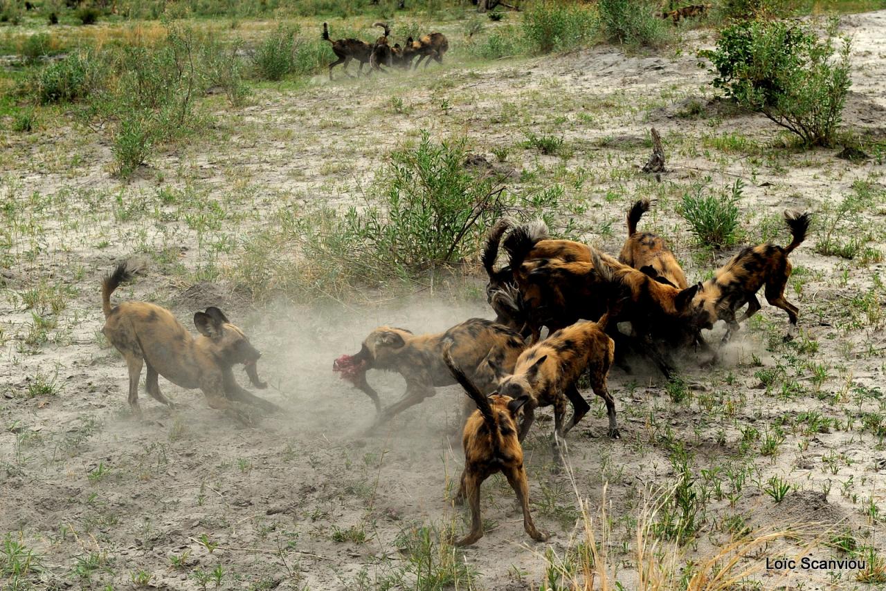 Lycaon/African Wild dog (43)