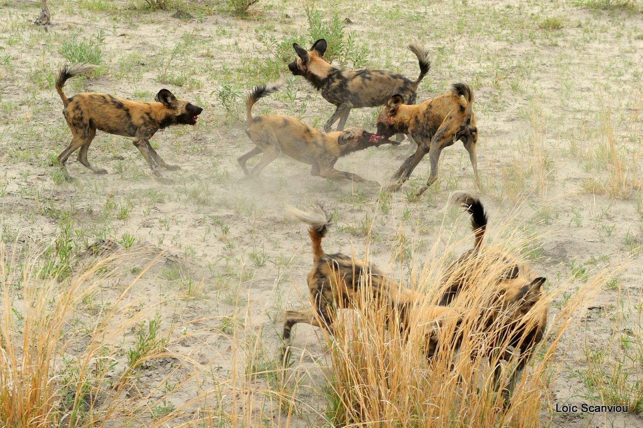 Lycaon/African Wild dog (44)