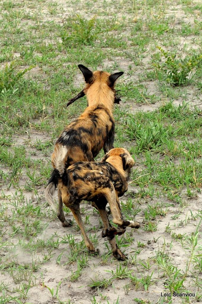 Lycaon/African Wild dog (45)