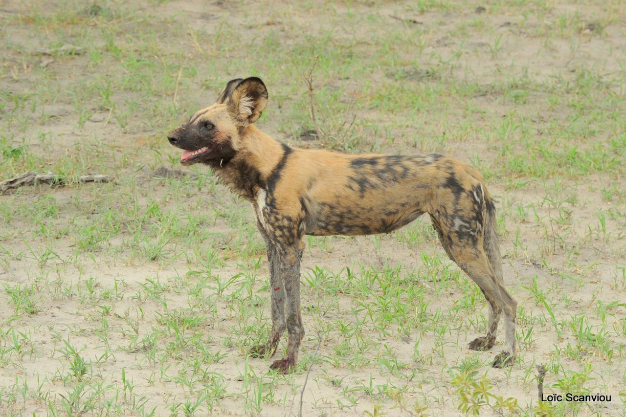 Lycaon/African Wild dog (46)