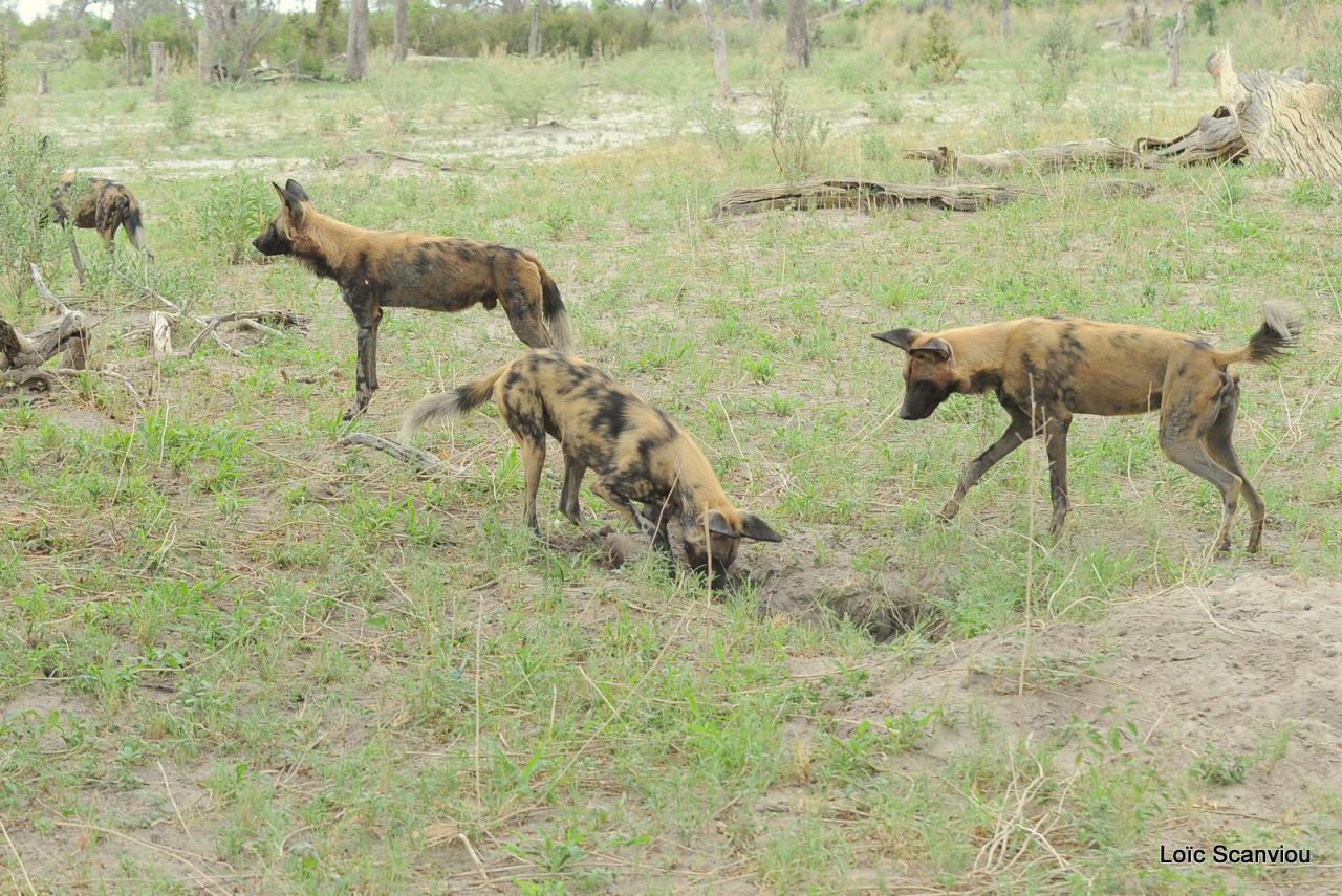 Lycaon/African Wild dog (47)