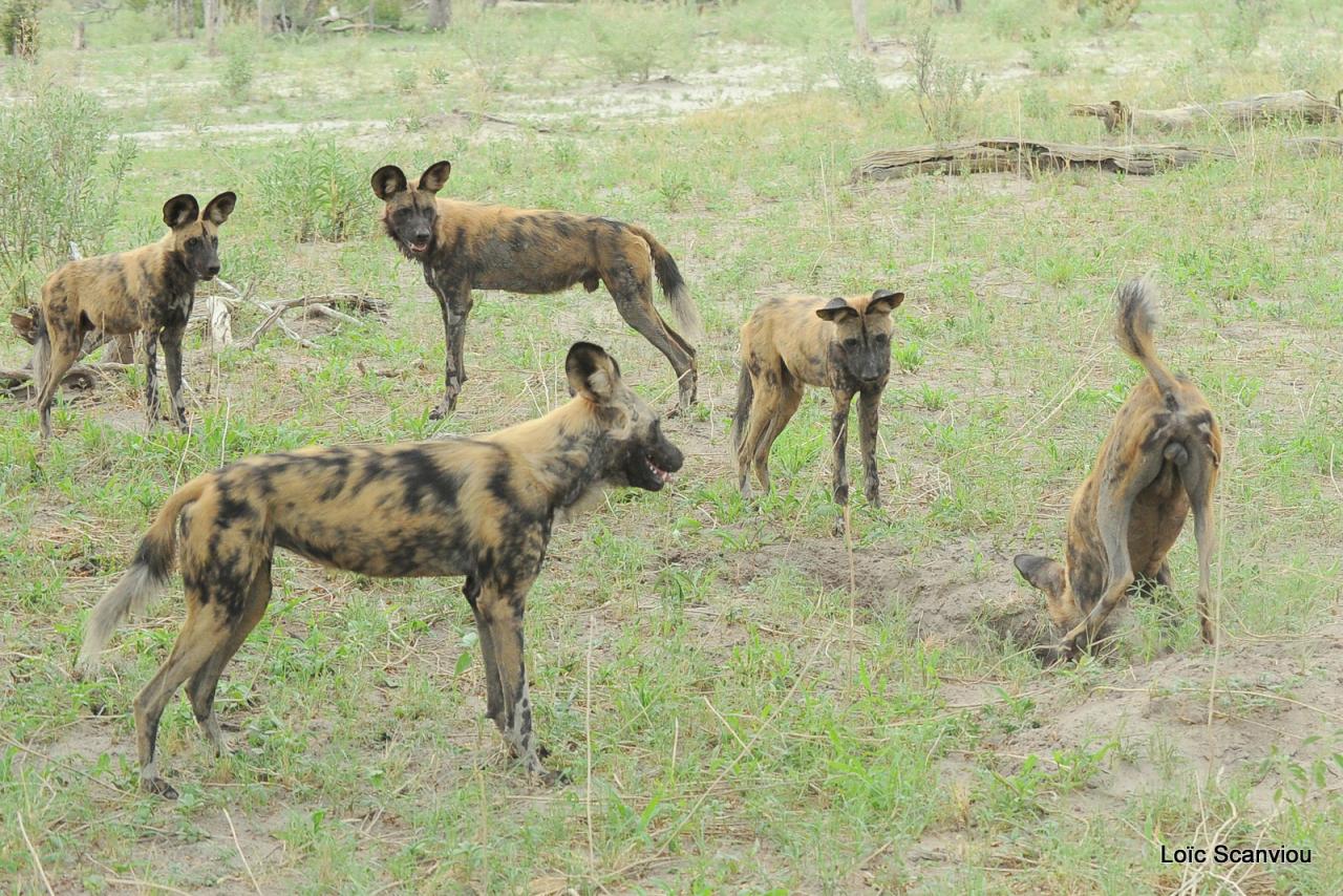 Lycaon/African Wild dog (48)