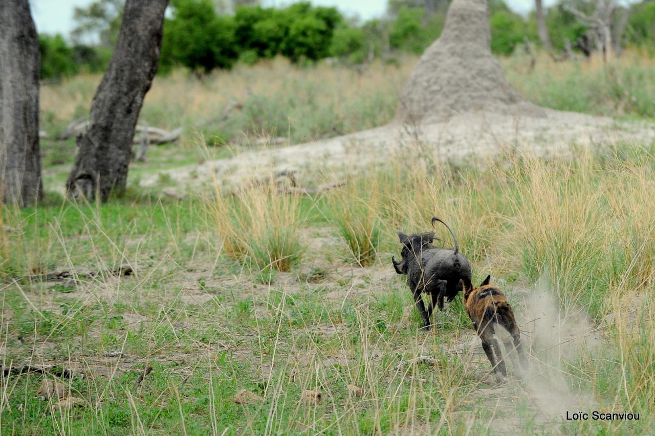 Lycaon/African Wild dog (49)