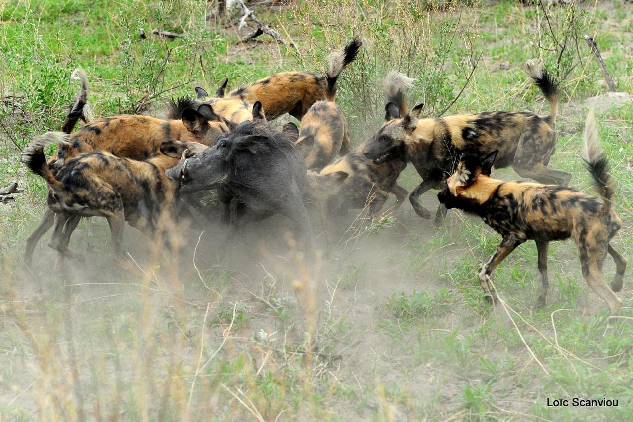 Lycaon/African Wild dog (51)