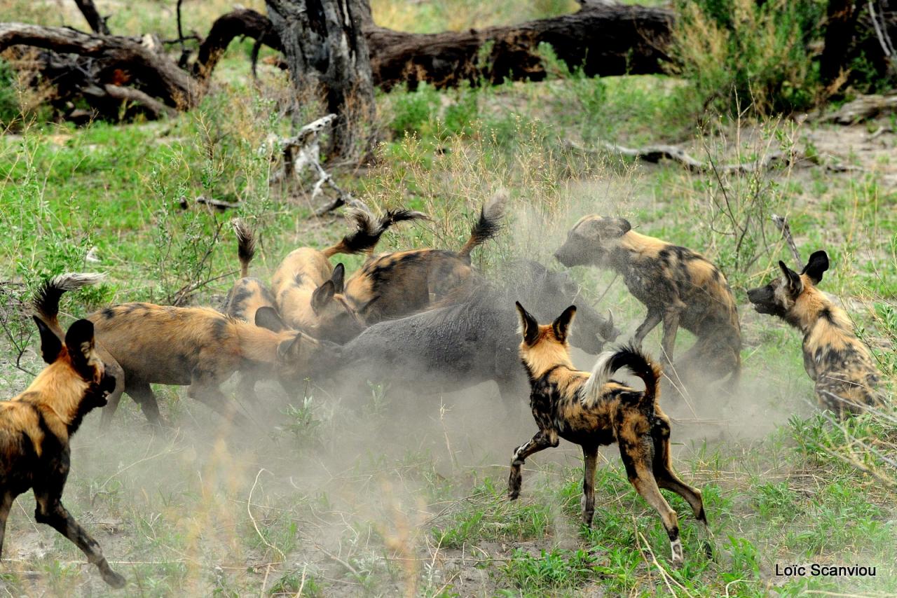 Lycaon/African Wild dog (52)