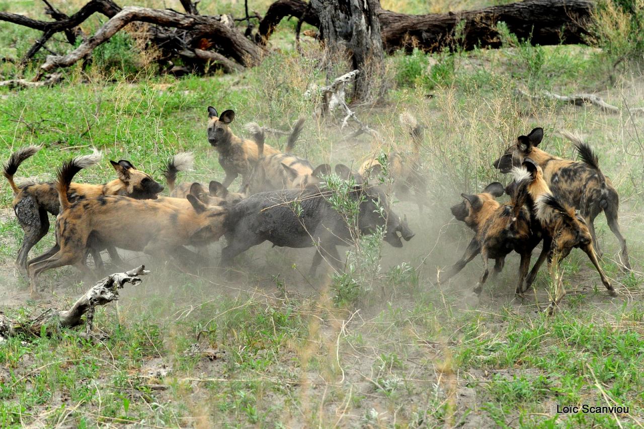 Lycaon/African Wild dog (53)