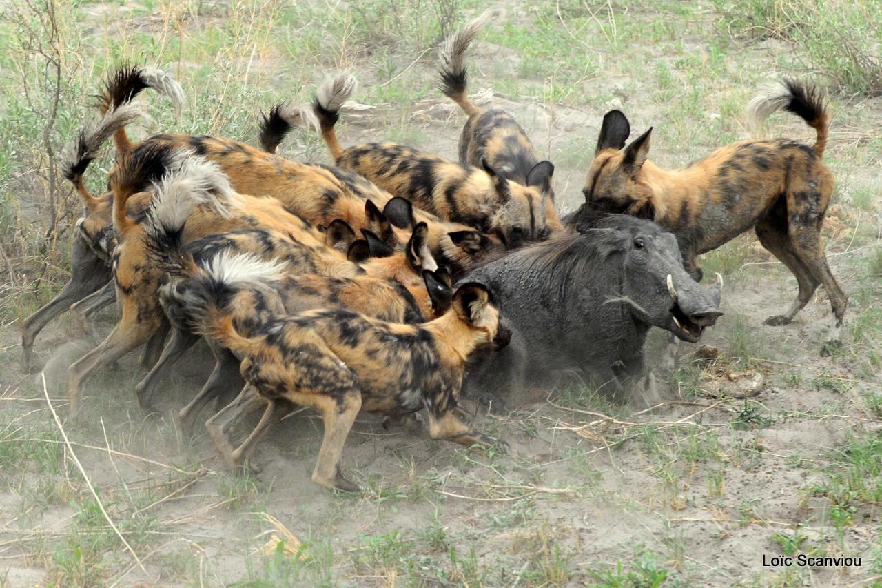 Lycaon/African Wild dog (54)