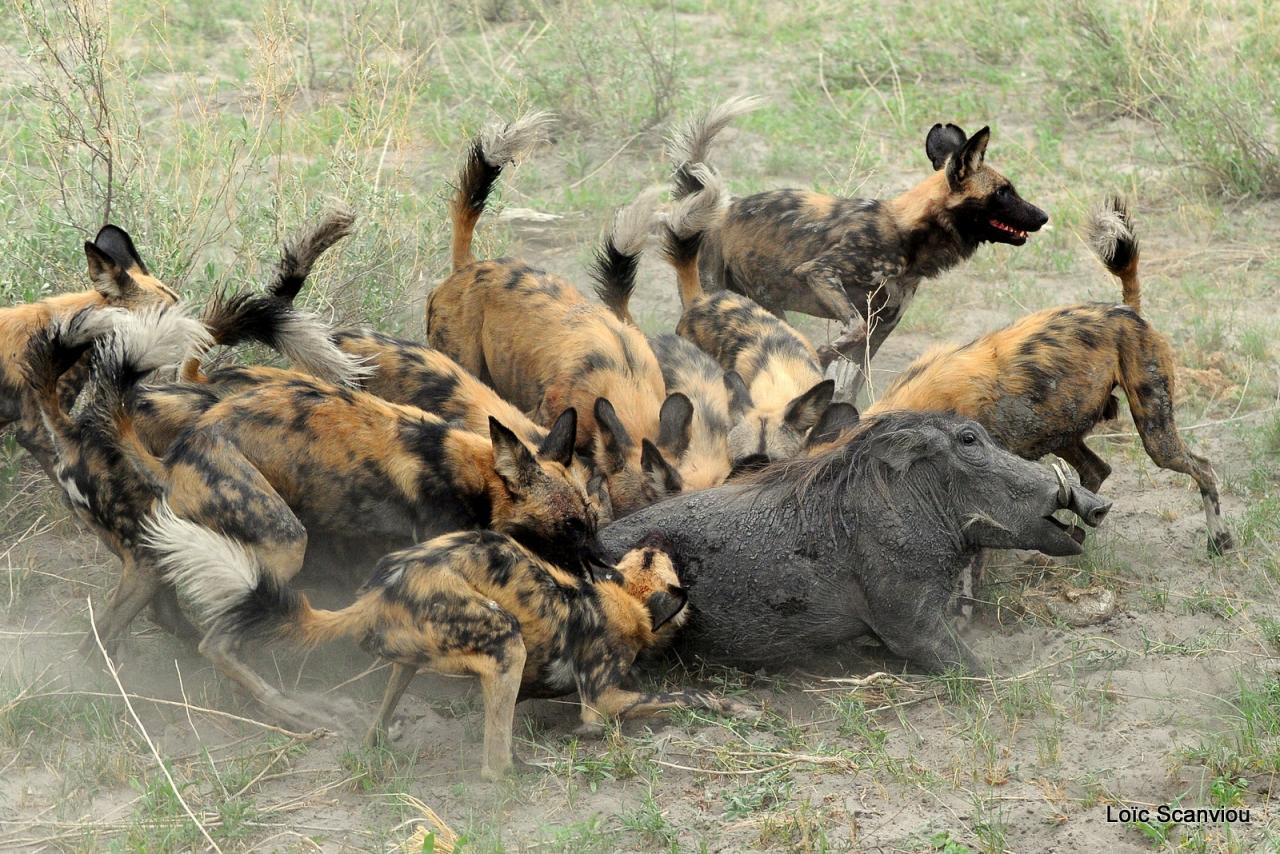 Lycaon/African Wild dog (55)