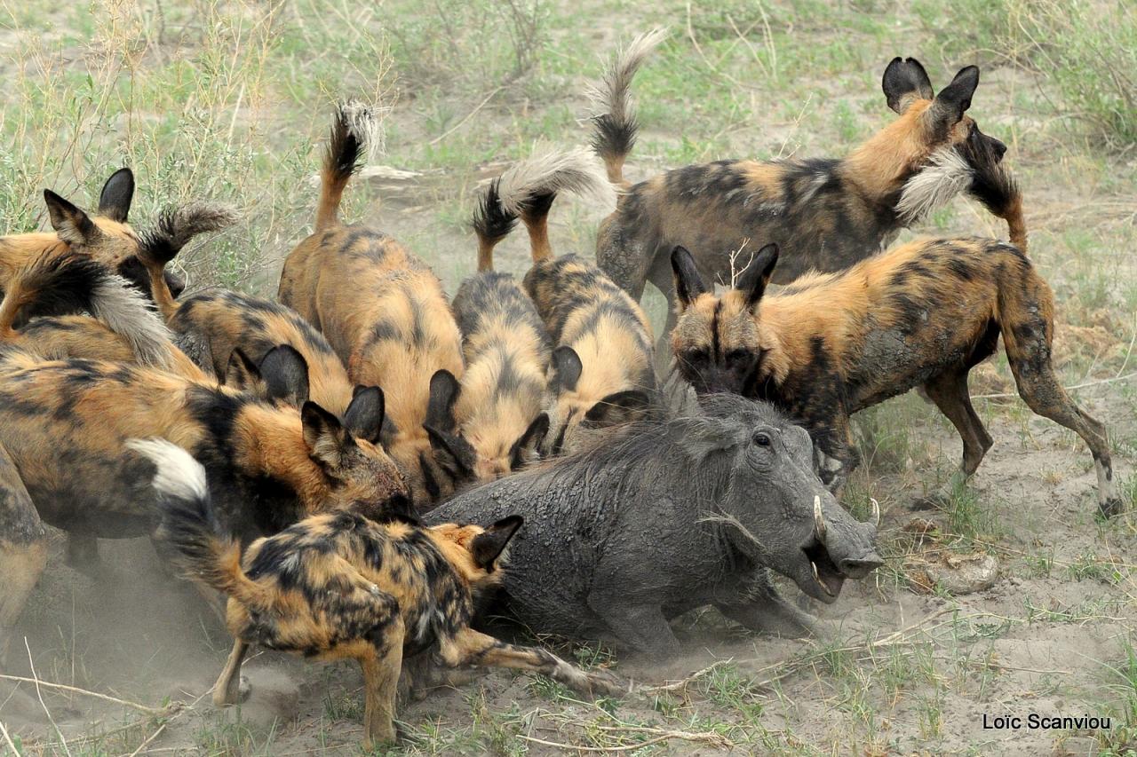 Lycaon/African Wild dog (56)