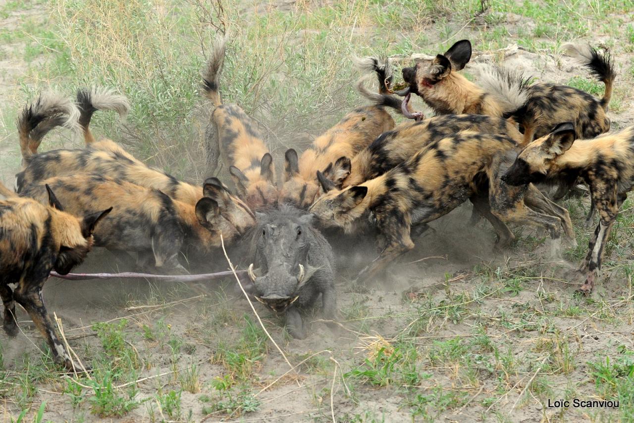 Lycaon/African Wild dog (57)