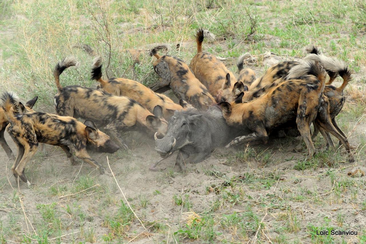 Lycaon/African Wild dog (58)