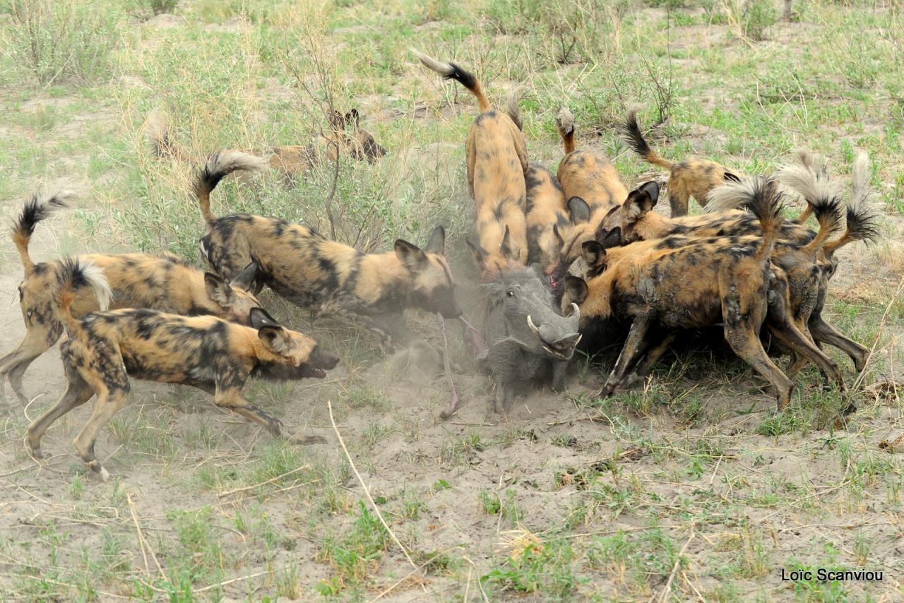 Lycaon/African Wild dog (59)
