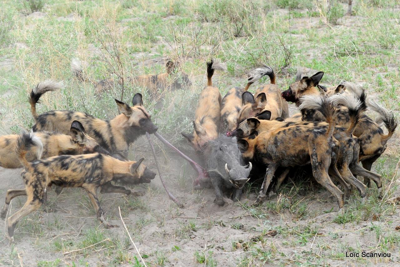 Lycaon/African Wild dog (60)