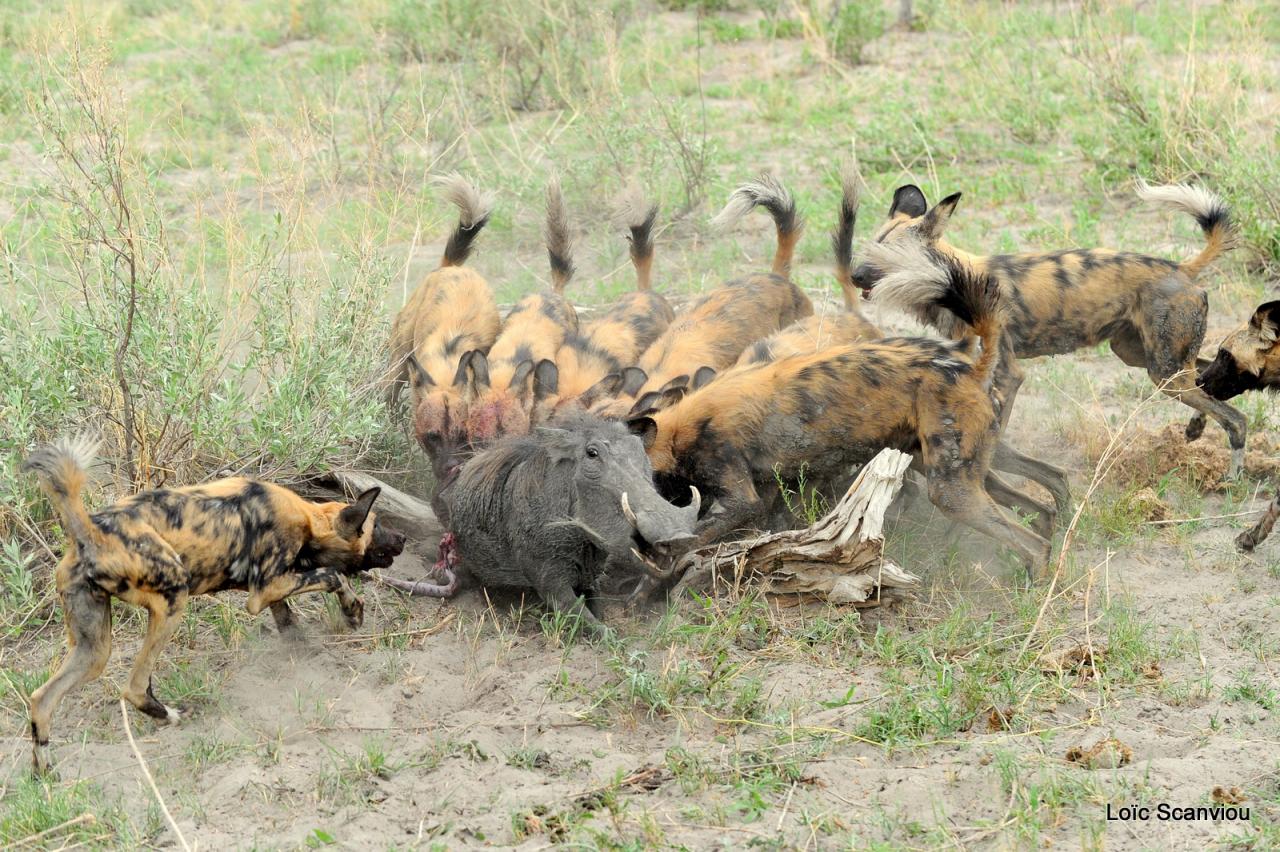 Lycaon/African Wild dog (61)