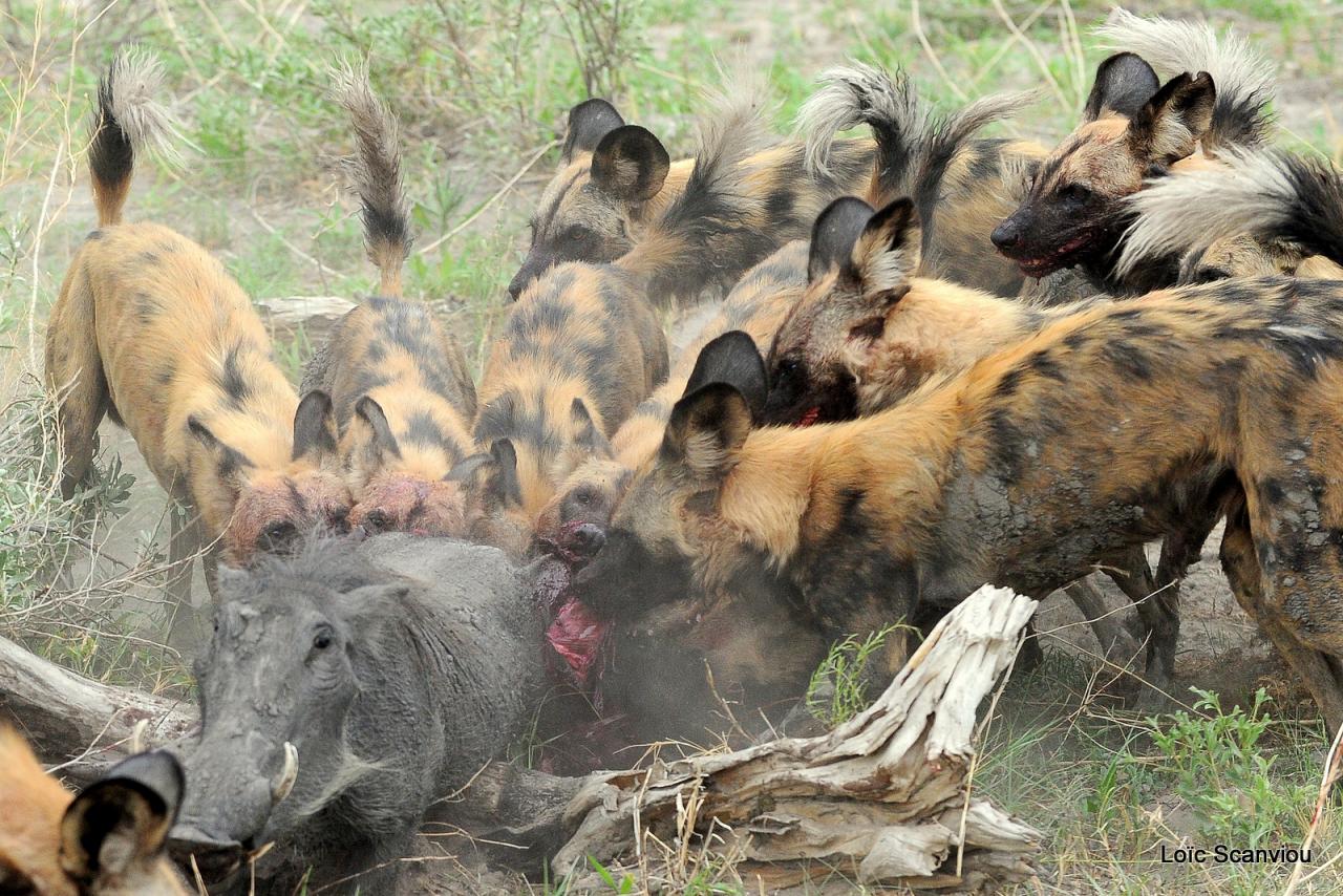 Lycaon/African Wild dog (62)