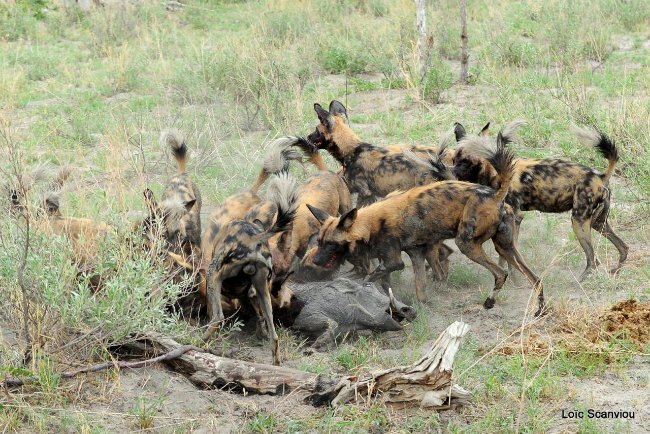 Lycaon/African Wild dog (63)