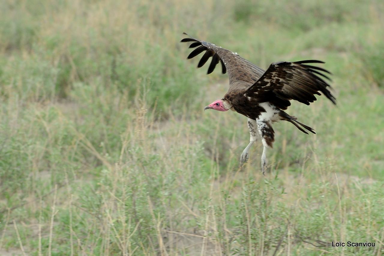Vautour charognard/Hoode Vulture (4)