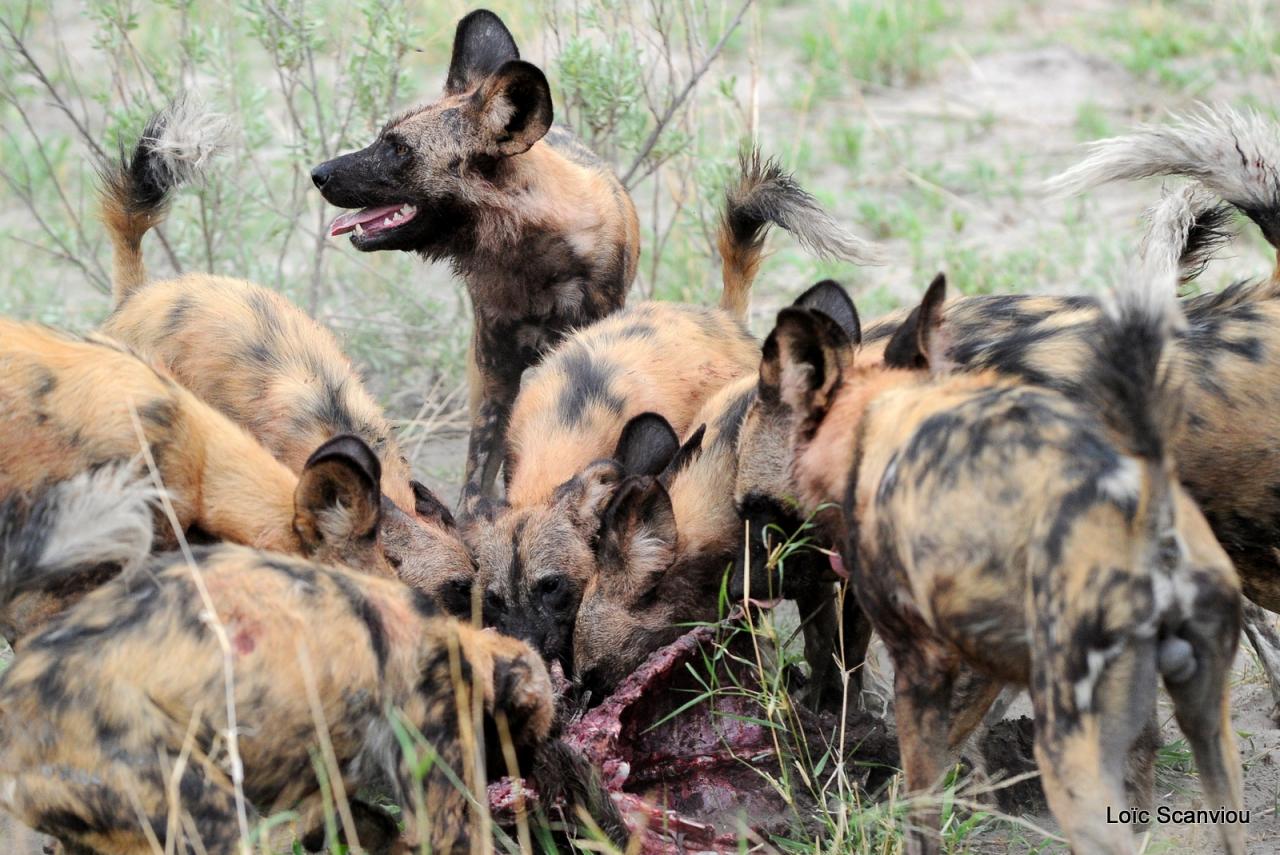 Lycaon/African Wild dog (64)