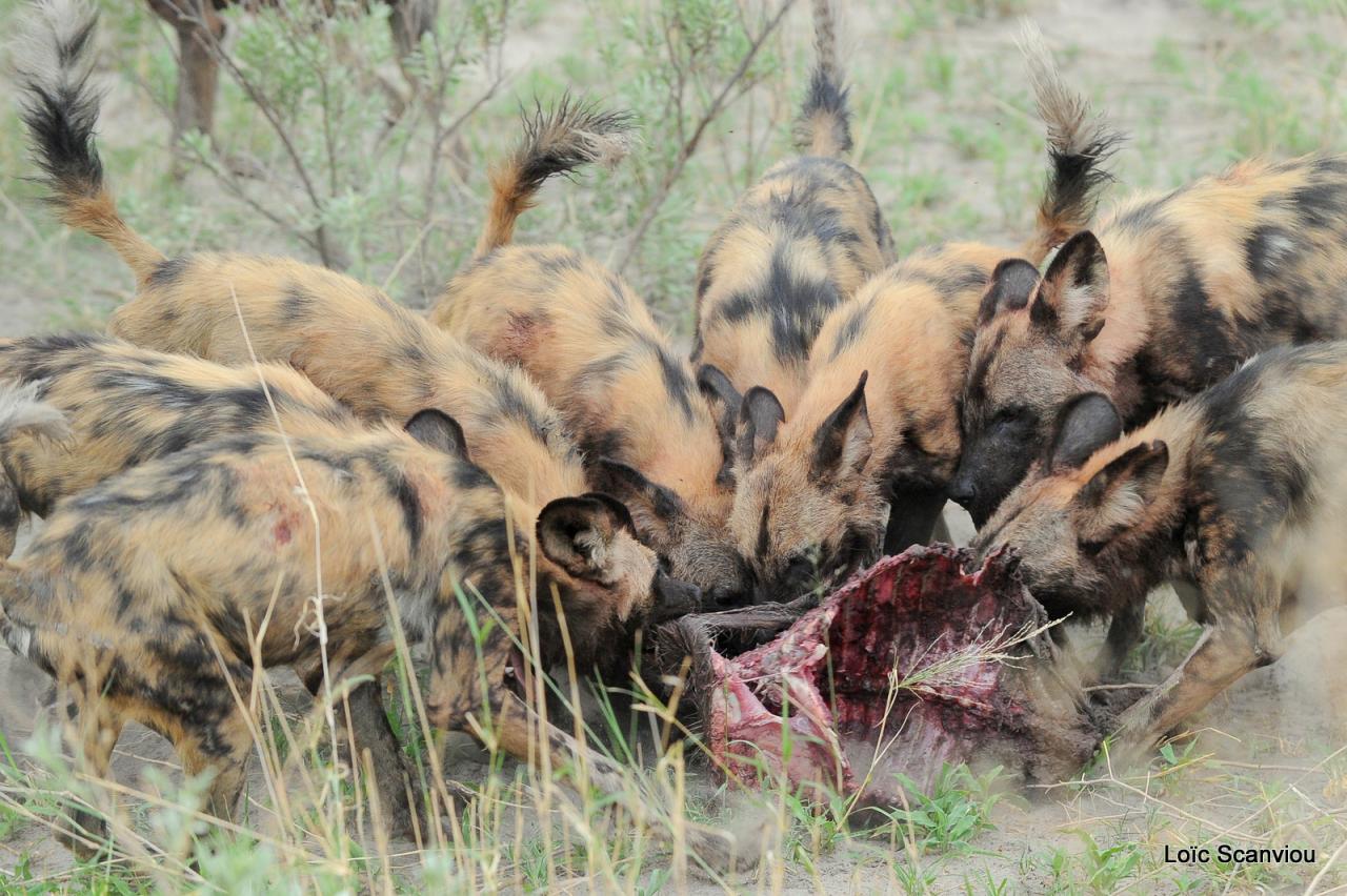 Lycaon/African Wild dog (65)