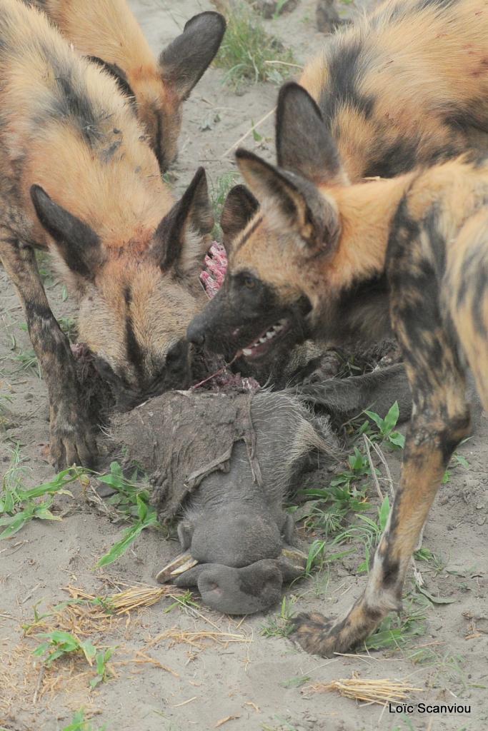 Lycaon/African Wild dog (66)