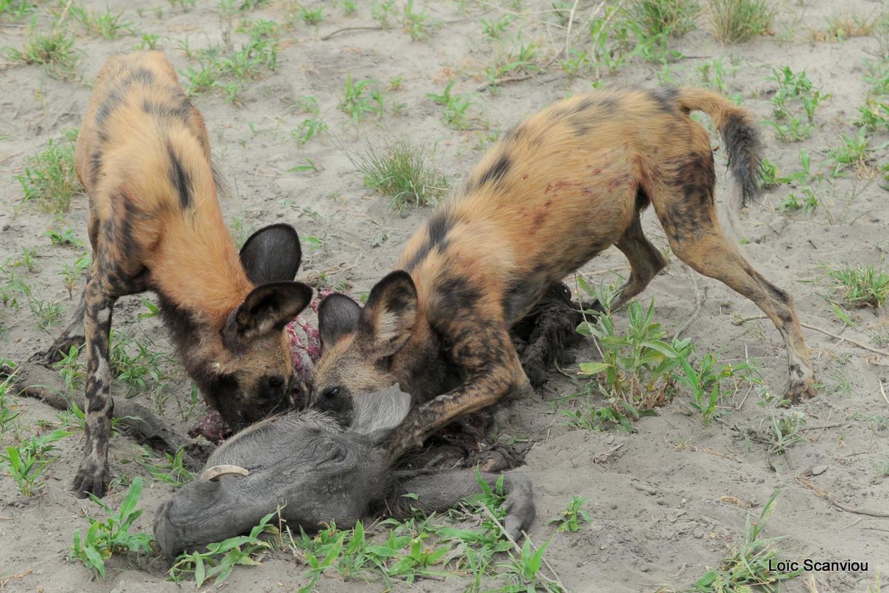 Lycaon/African Wild dog (67)