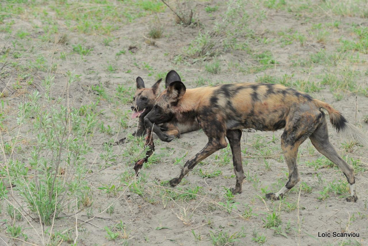 Lycaon/African Wild dog (68)