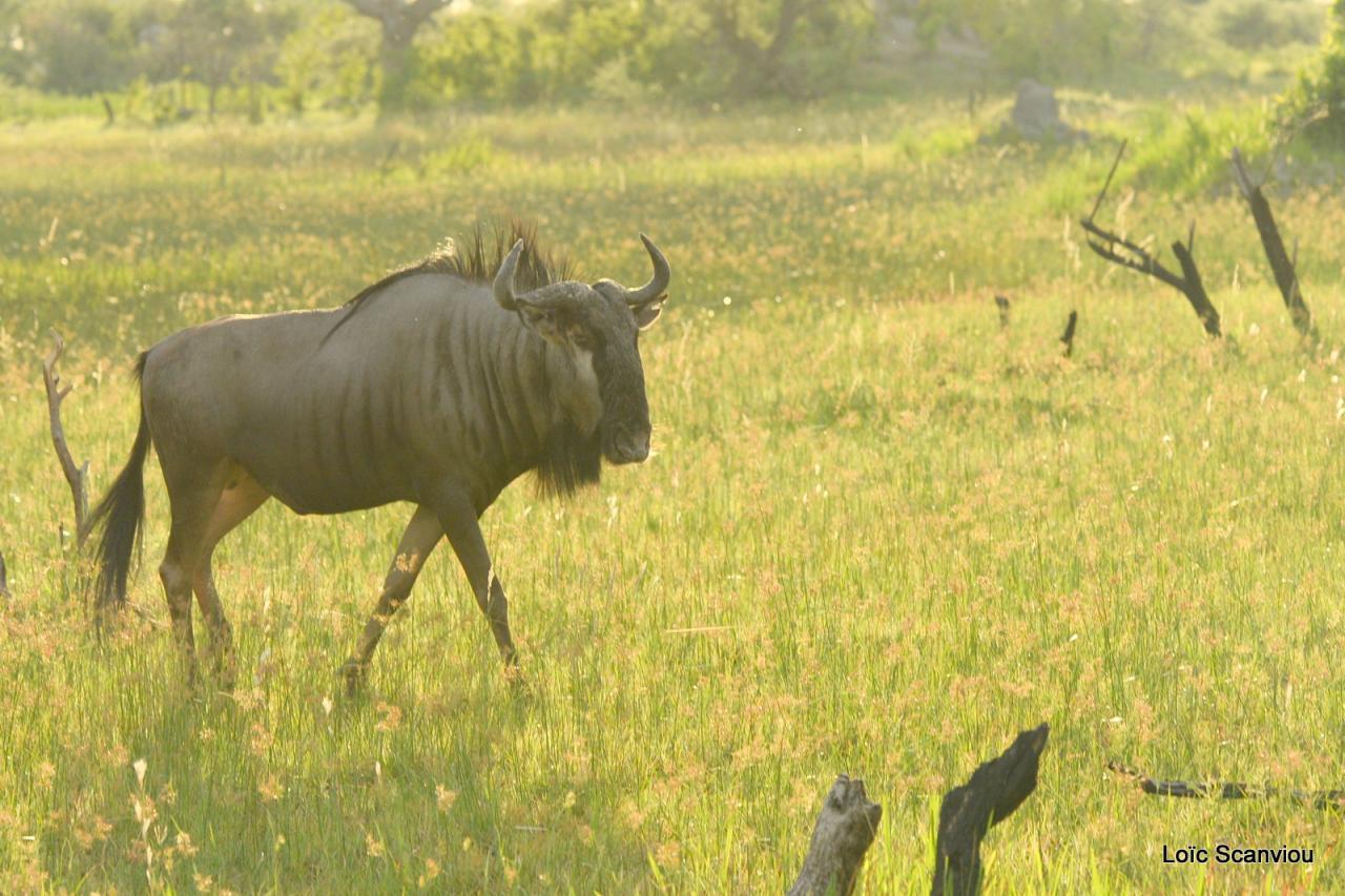 Gnou/Wildebeest (9)