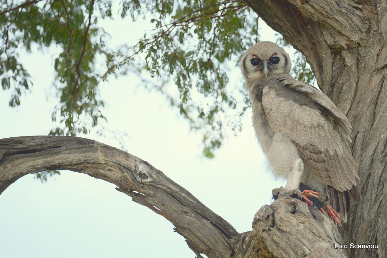 Grand-duc de Verreaux/Verreaux's Eagle-Owl (6)