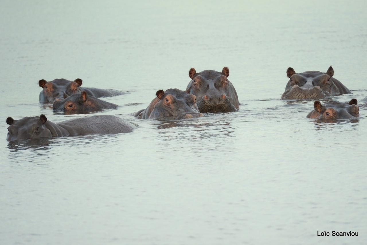 Hippopotame/Hippopotamus (4)