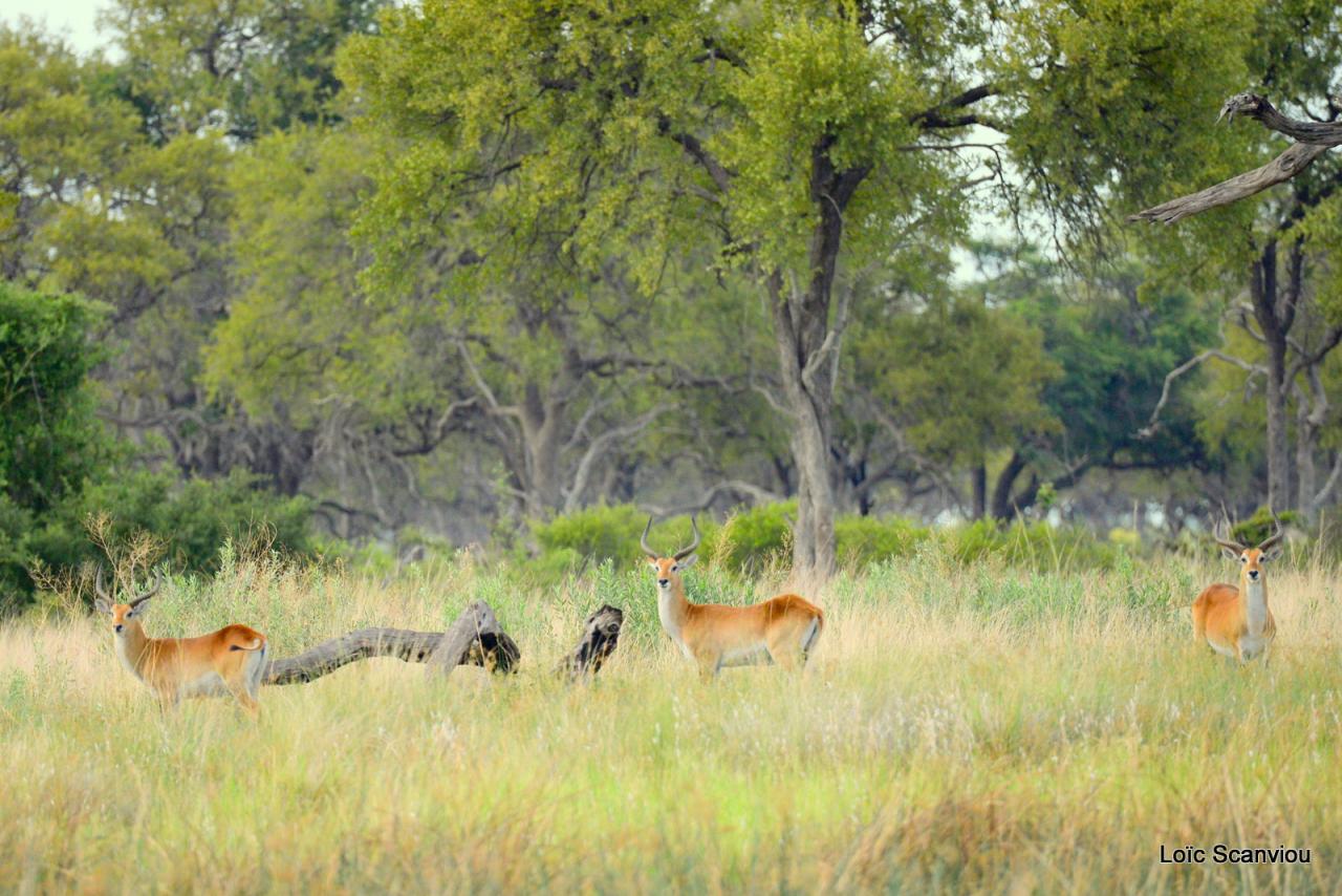 Cobe Lechwe/Red Lechwe 