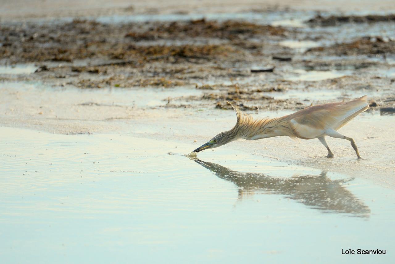Crabier chevelu/Common Squacco Heron (1)