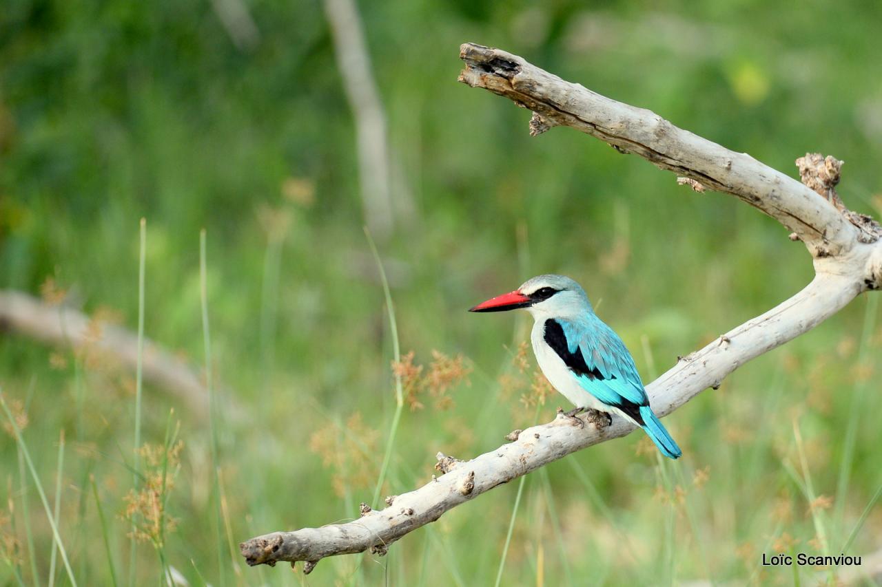 Martin-chasseur du Sénégal/Woodland Kingfisher (1)