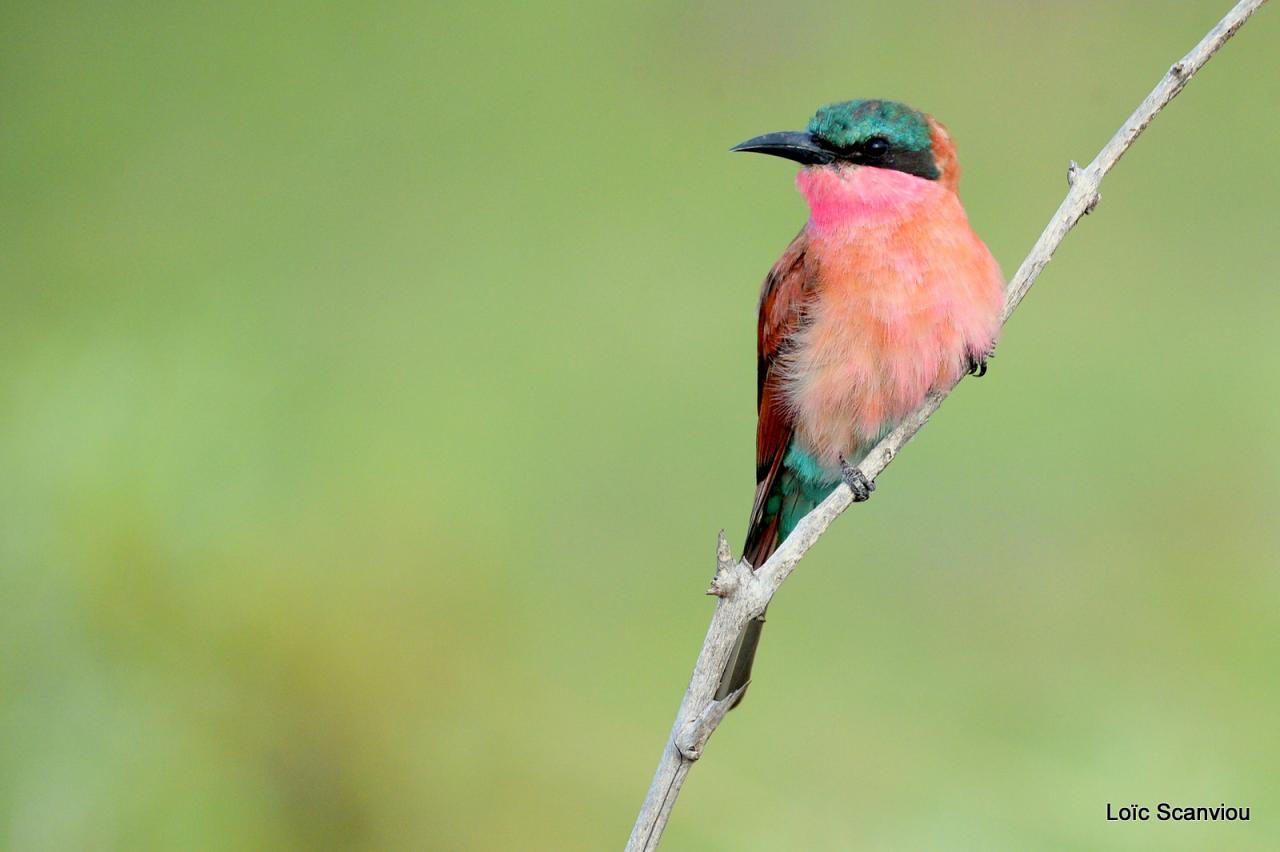 Guêpier carmin/Southern Carmine Bee-Eater (4)