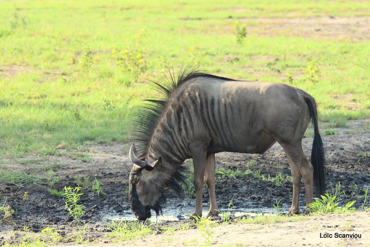Gnou/Wildebeest (10)