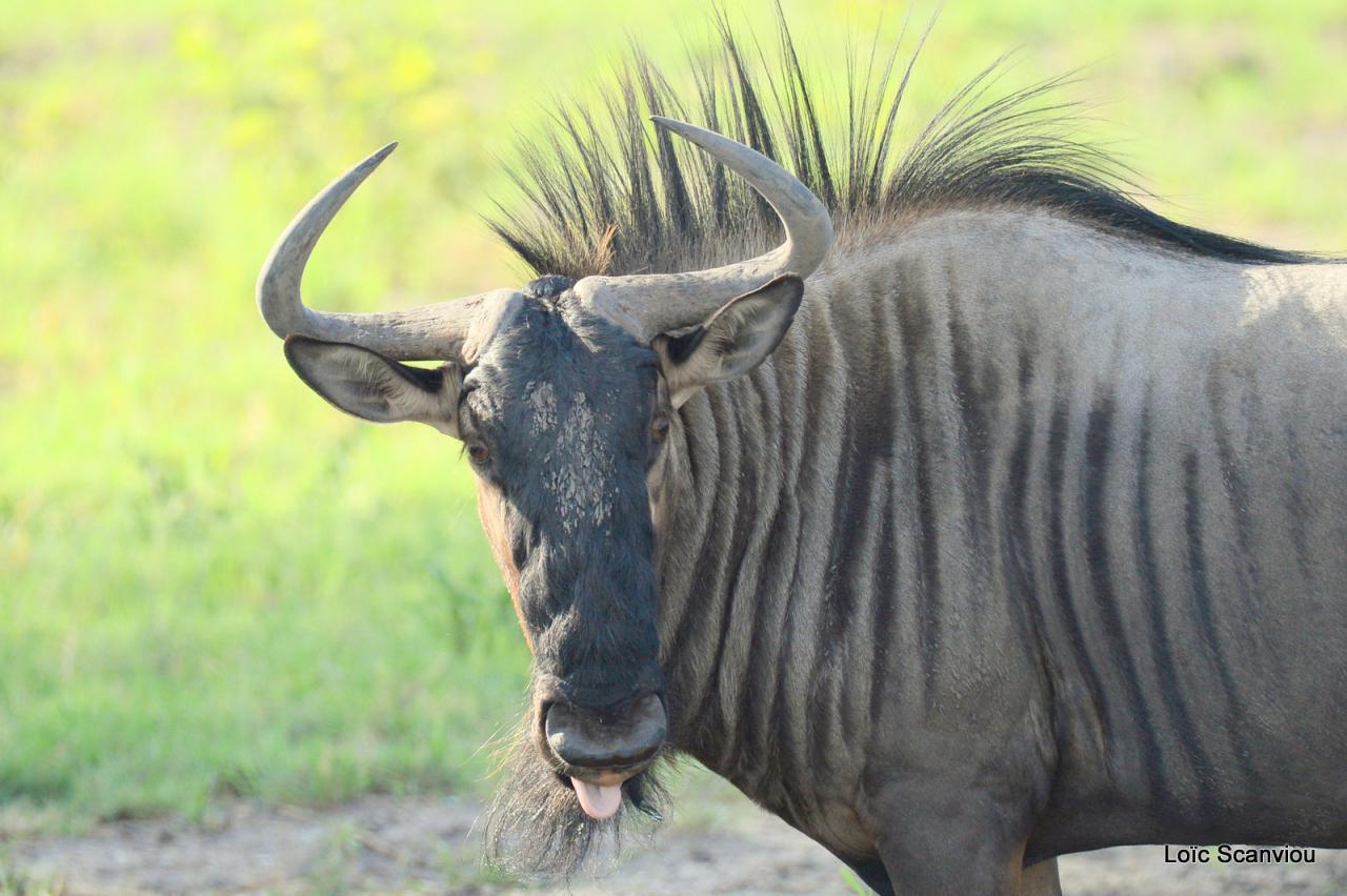 Gnou/Wildebeest (11)