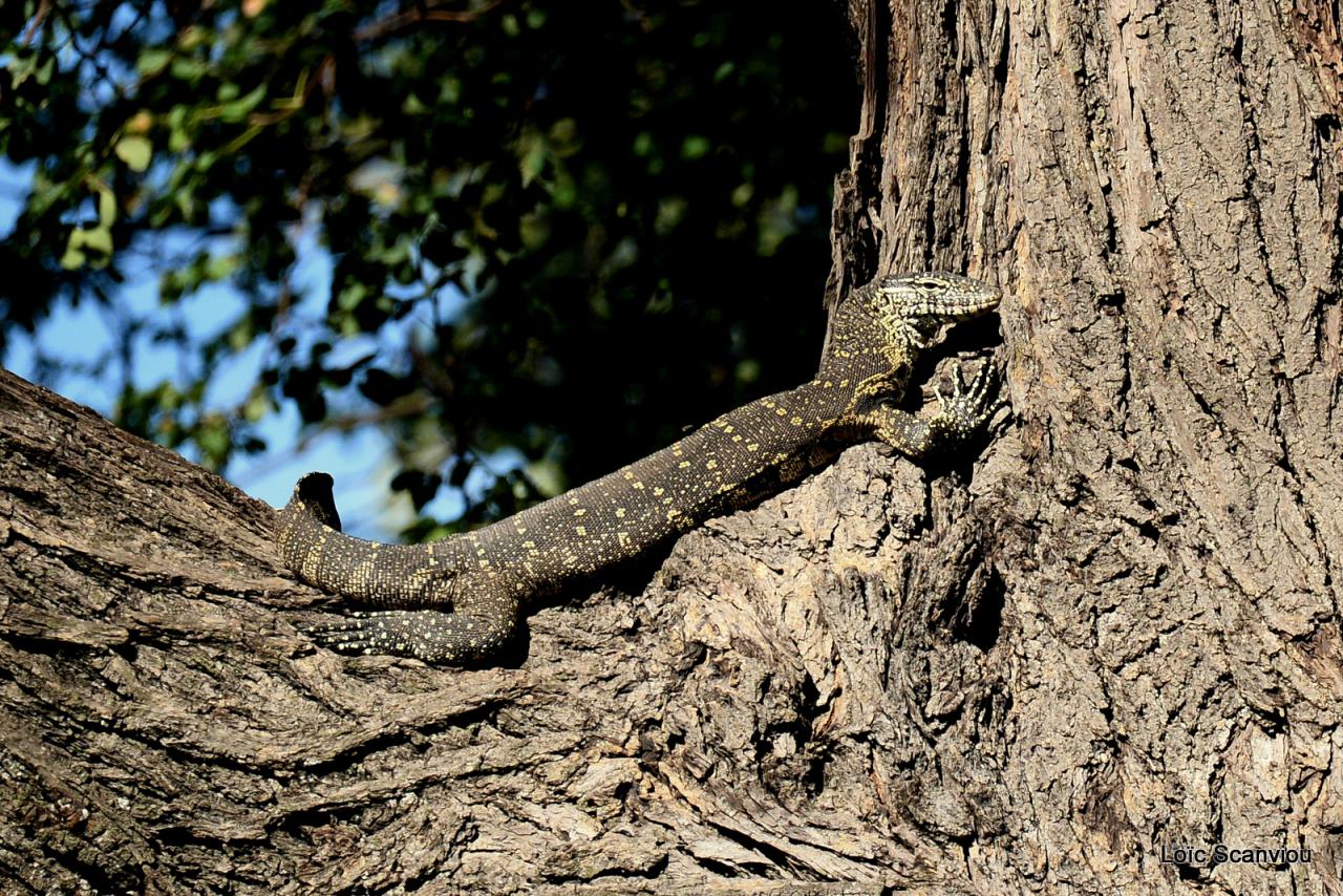 Varan du Nil/Nile Monitor (1)