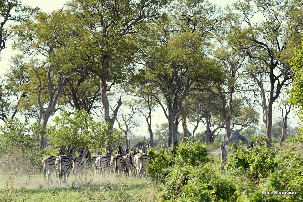Zèbre/Zebra 