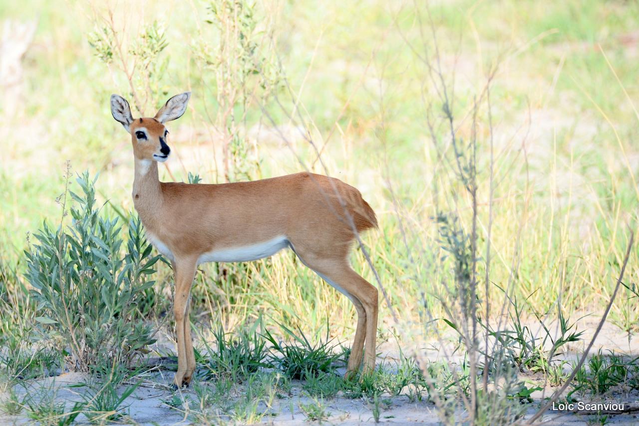 Steenbok (2)