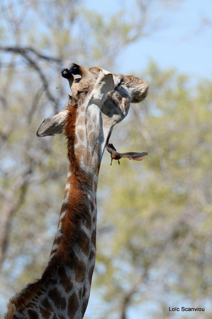 Girafe/Giraffe (1)