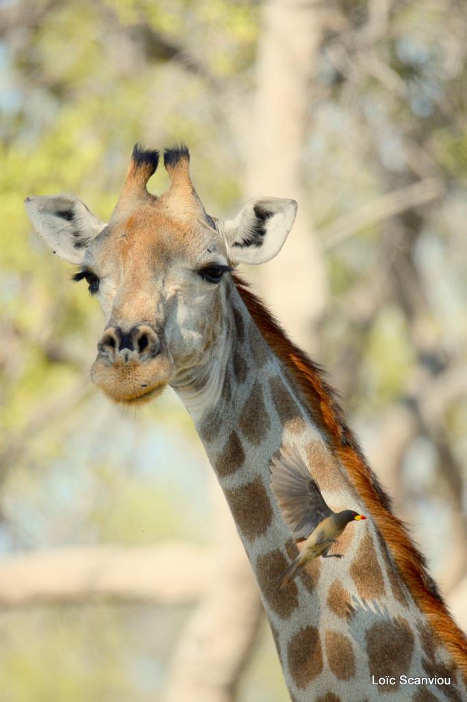 Girafe/Giraffe (2)