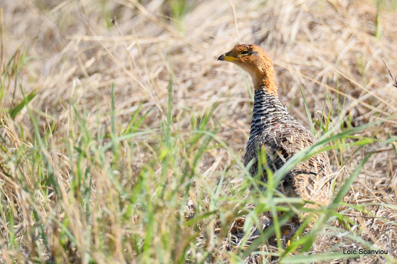 Francolin coqui/Coqui Francolin (1)