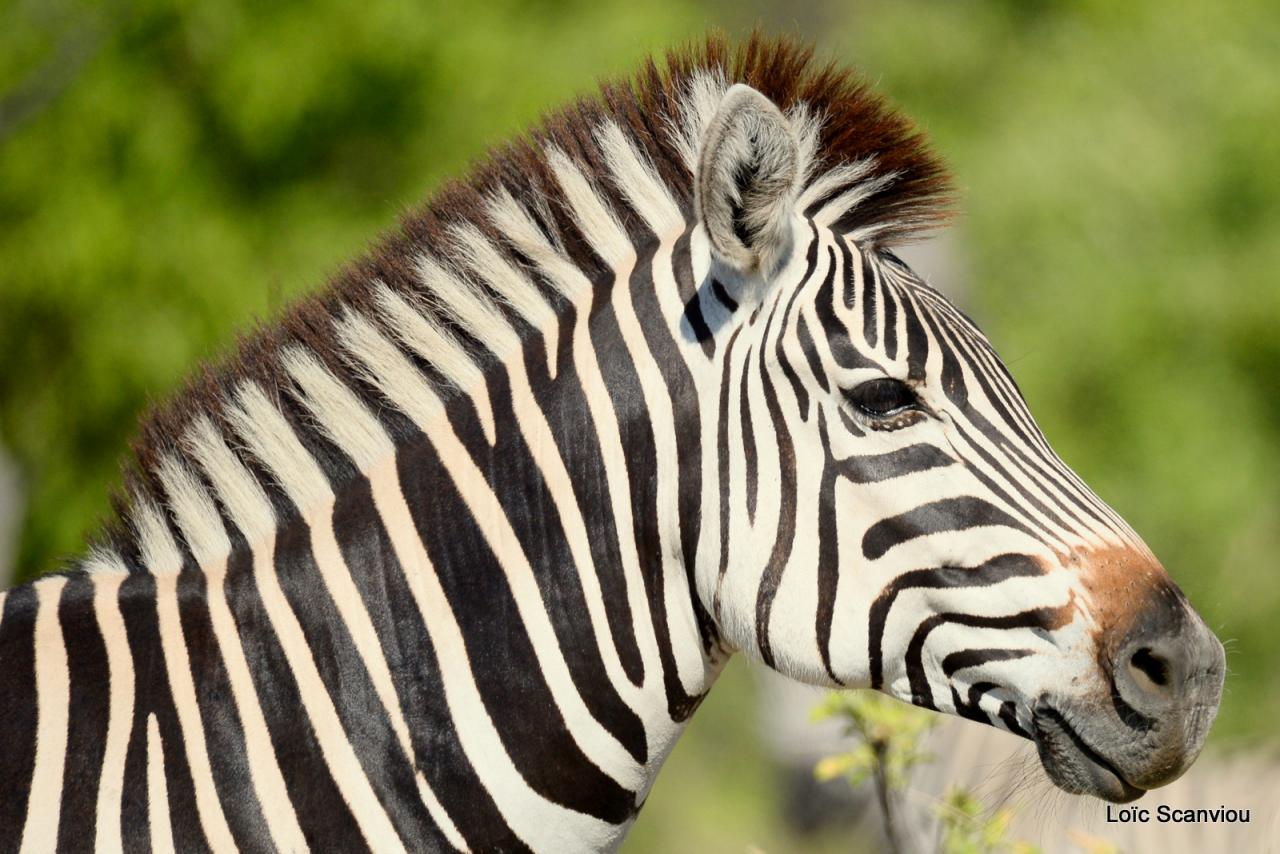 Zèbre/Zebra (6)