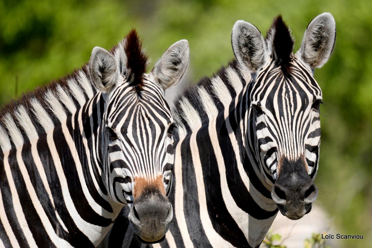 Zèbre/Zebra (7)