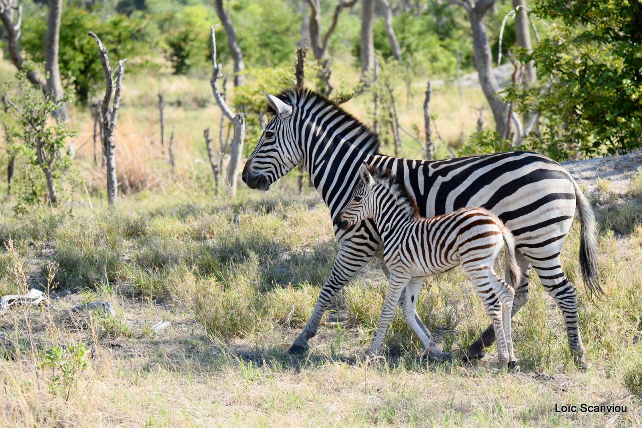 Zèbre/Zebra (8)